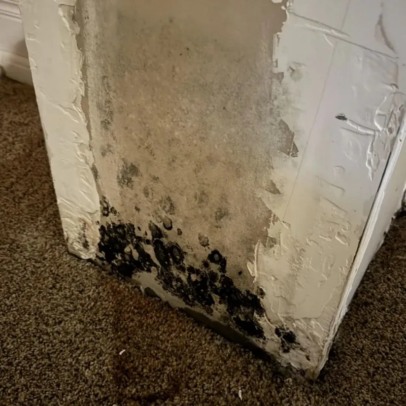 Professional Mold Removal in Ennis, TX